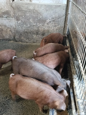 Vand purcei Duroc  - imagine 2