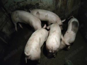 Porci de vânzare 