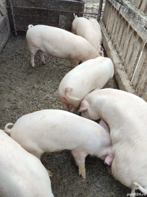 Spre vanzare - imagine 2