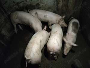 Porci de vânzare  - imagine 2