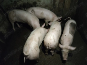 Porci de vânzare  - imagine 3