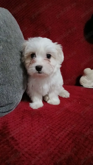 Vand catel bichon deparazitat vaccinat!