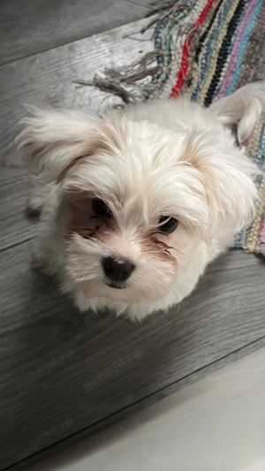 Vand catel bichon deparazitat vaccinat! - imagine 2