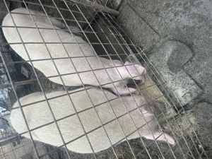 Porci de vânzare Saveni - imagine 2