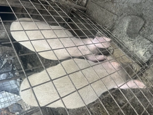 Porci de vânzare Saveni