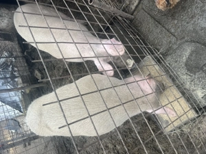 Porci de vânzare Saveni - imagine 3