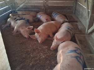 vând porci pentru sacrificare 130-190kg - imagine 2