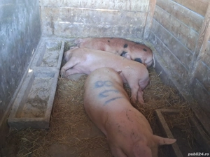 vând porci pentru sacrificare 130-190kg - imagine 3