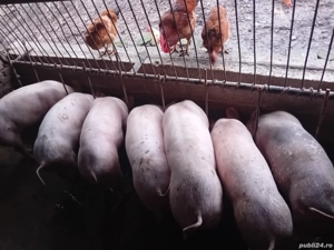 grasuni de vanzare - imagine 2