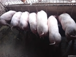 grasuni de vanzare - imagine 3