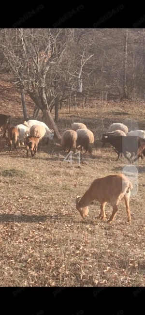 Vând capre ,oi ,țapi și vaca gestanta  - imagine 3