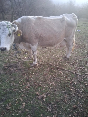 Vând capre ,oi ,țapi și vaca gestanta  - imagine 2