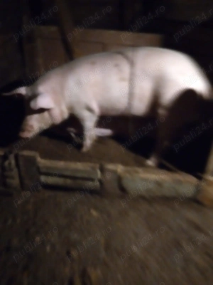 4 porci de 130 de kg 