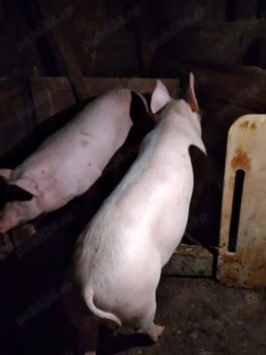 4 porci de 130 de kg  - imagine 3