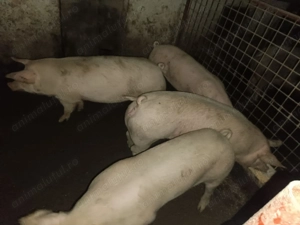 Vând porci de tăiat - imagine 6