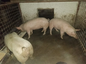 Vând porci de tăiat - imagine 4