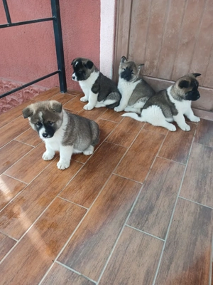 Pui Akita American - imagine 2