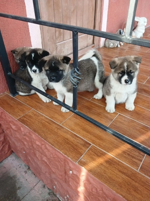 Pui Akita American