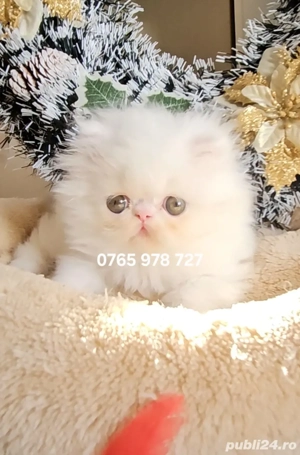 Vand pui persan alb, motănel ! - imagine 4