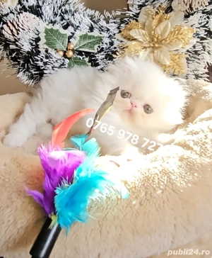 Vand pui persan alb, motănel ! - imagine 3