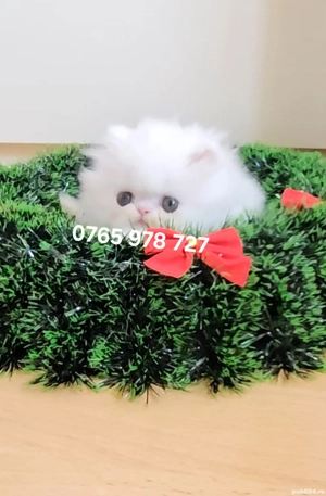 Vand pui persan alb, motănel ! - imagine 2