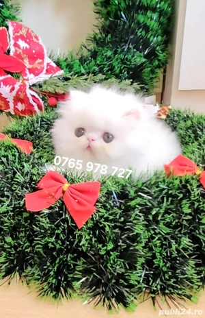 Vand pui persan alb, motănel ! - imagine 5