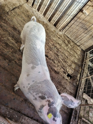 Vand soldani  frumosi - imagine 3