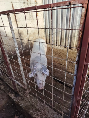 Vand soldani  frumosi - imagine 5