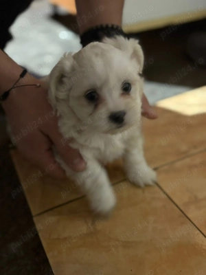 Bichoni Havanezi - imagine 2