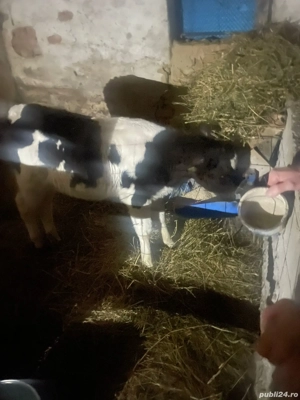 Vand  tauras intarcat  100 kg - imagine 2