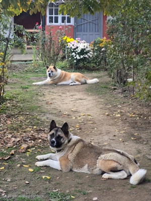 Pui Akita American - imagine 7