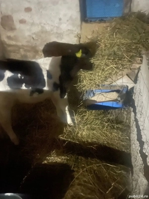 Vand  tauras intarcat  100 kg - imagine 3