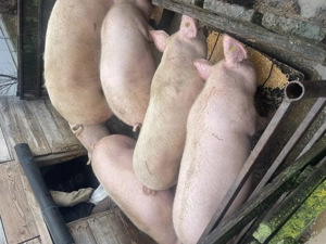 Porci de vânzare  - imagine 2
