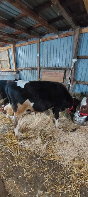 Vand 2 taurasi sau schimb  - imagine 3