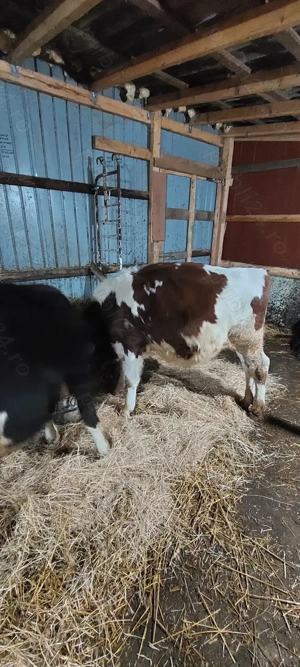 Vand 2 taurasi sau schimb  - imagine 2