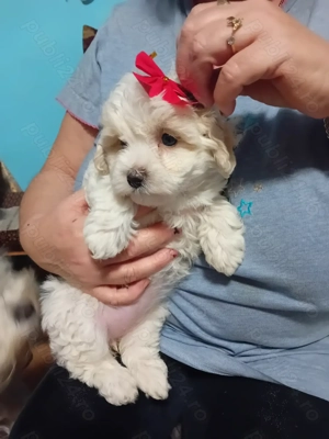 Bichoni maltezi - imagine 2