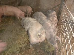 De vînzare  - imagine 2