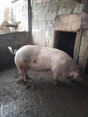 purcica de vanzare - imagine 2