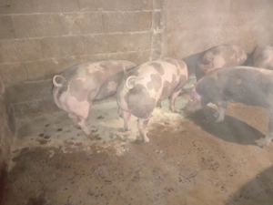 De vînzare  - imagine 3