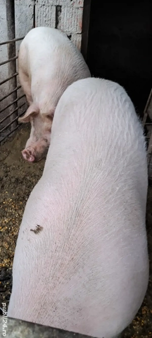 vând porci  - imagine 2