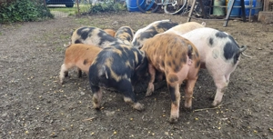 Vand purcei , soldani 