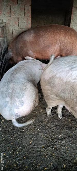 vând porci  - imagine 3