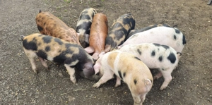 Vand purcei , soldani  - imagine 2