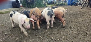 Vand purcei , soldani  - imagine 4