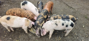 Vand purcei , soldani  - imagine 5