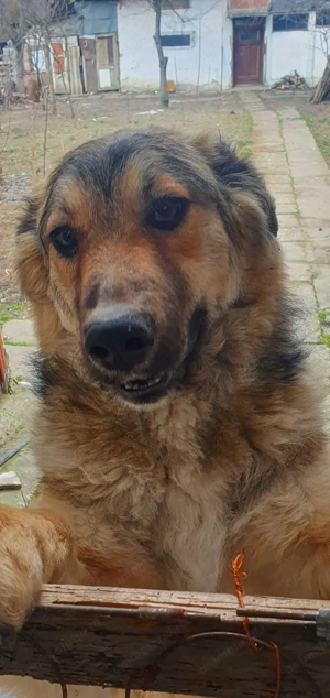 Aban caută stapan - imagine 2