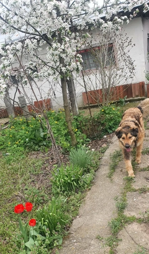 Aban caută stapan - imagine 3