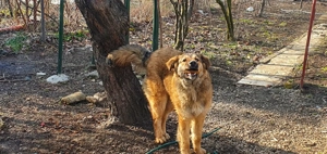 Aban caută stapan - imagine 4