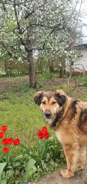 Aban caută stapan - imagine 5