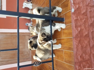 Akita American - imagine 4